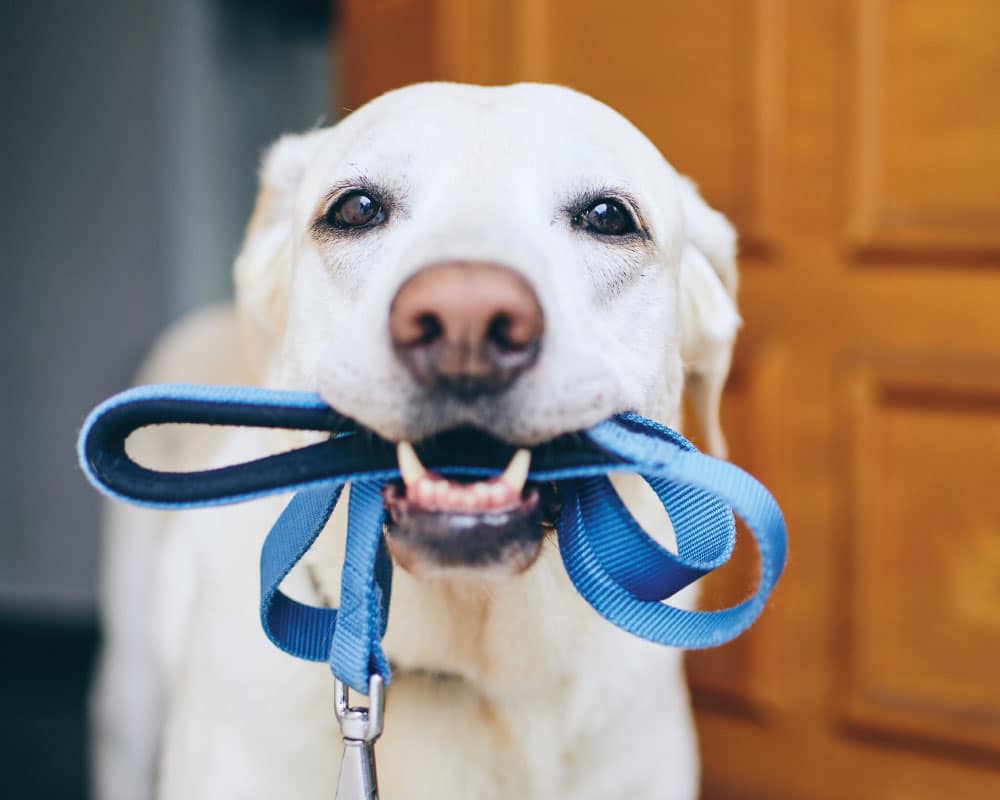 Lleva-a-tu-mascota-a-pasear-sin-peligro