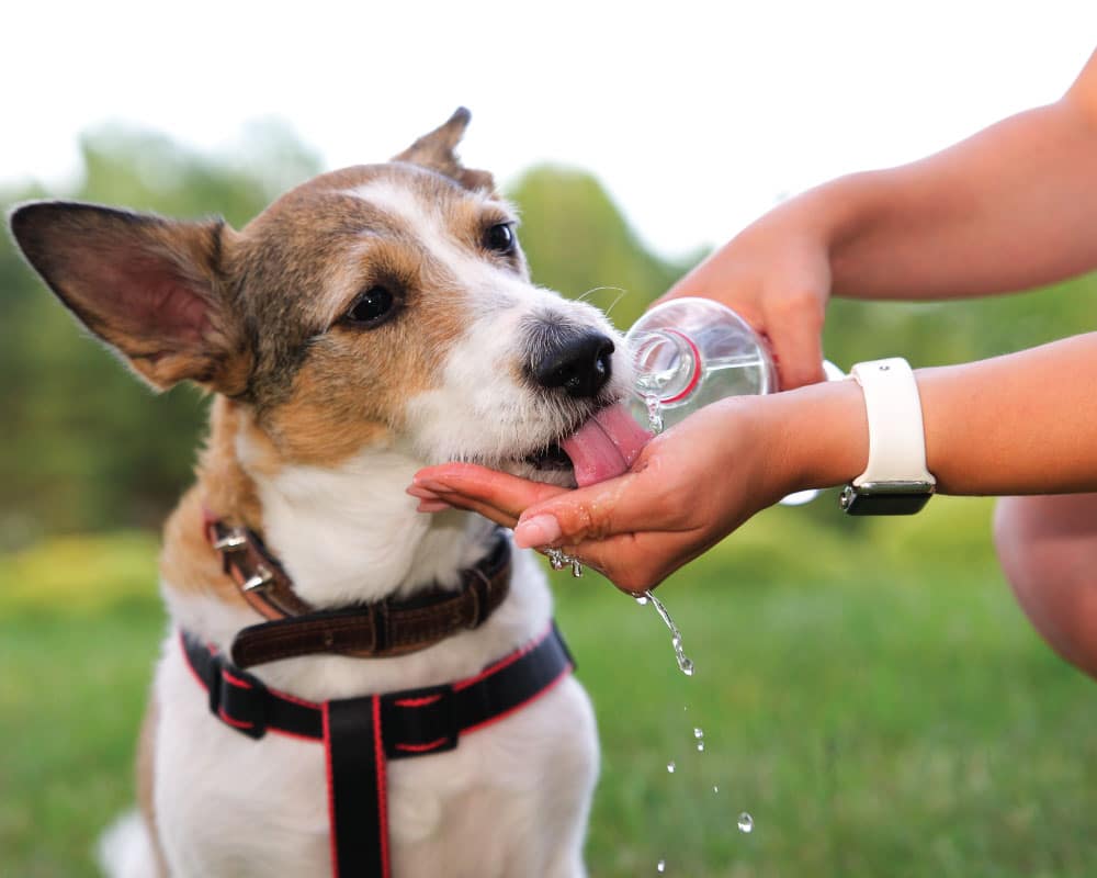 Lleva-a-tu-mascota-a-pasear-sin-peligro