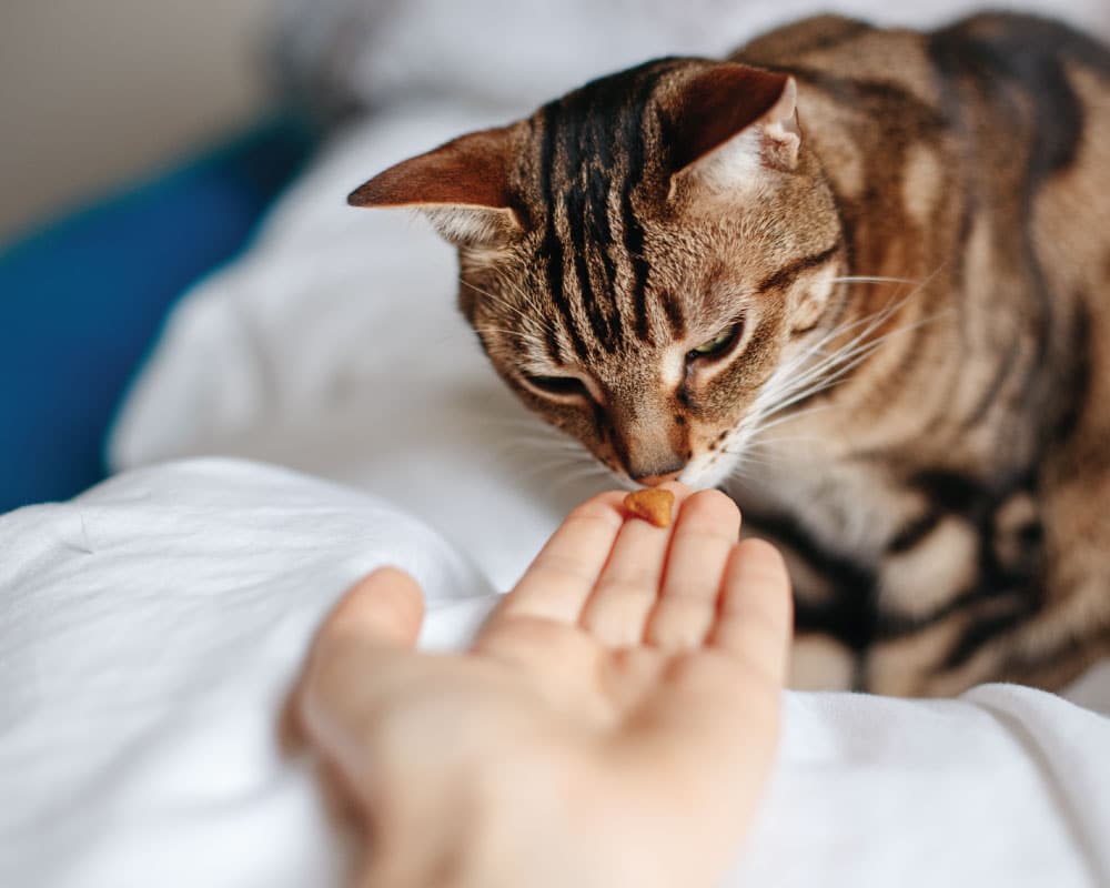 alimentos-ideales-para-tu-gato