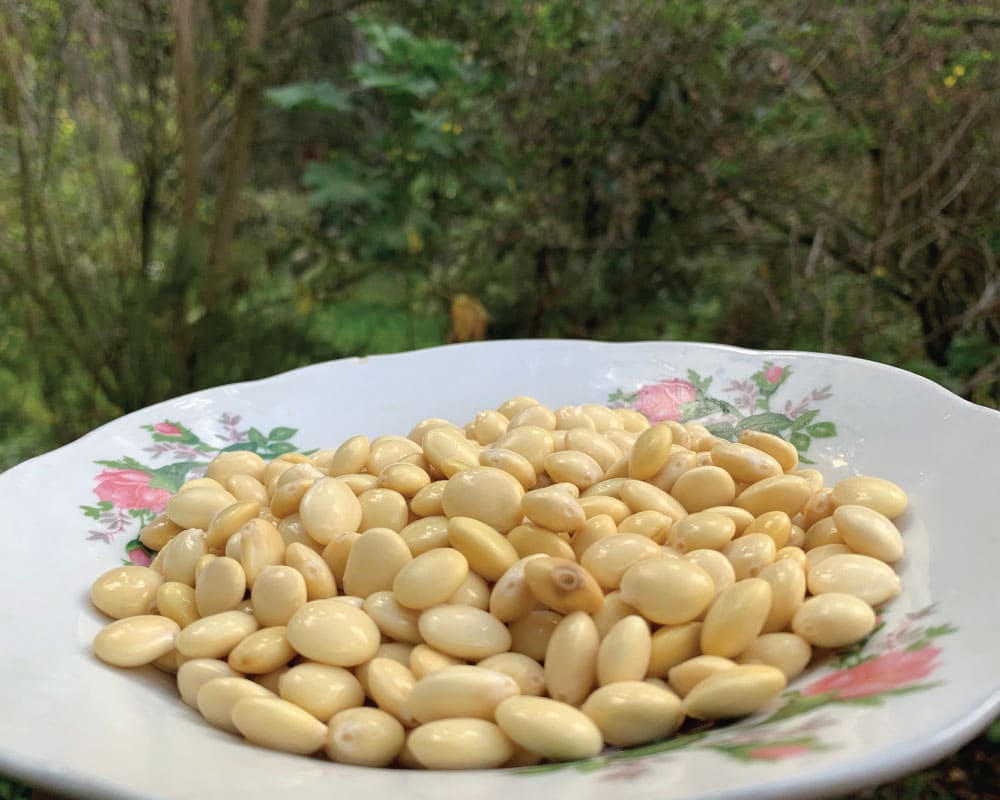 Loncheras-con-chochos-para-tus-hijos