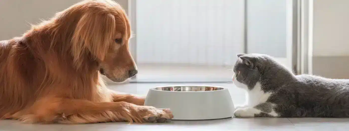 El alimento de tu mascota: Una elección importante
