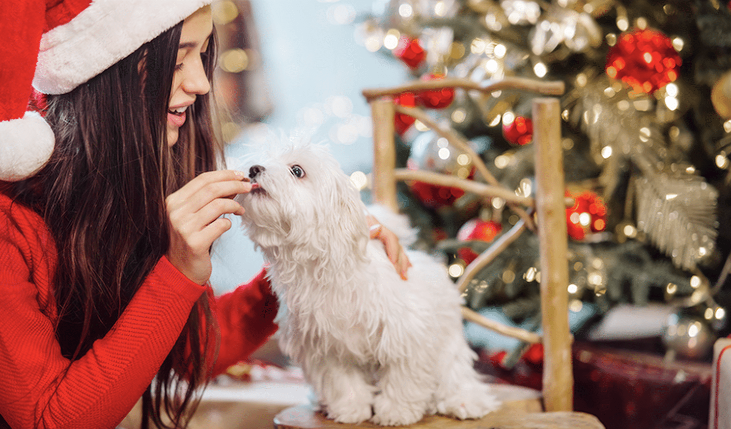 Cuidado y bienestar de nuestras mascotas por Navidad