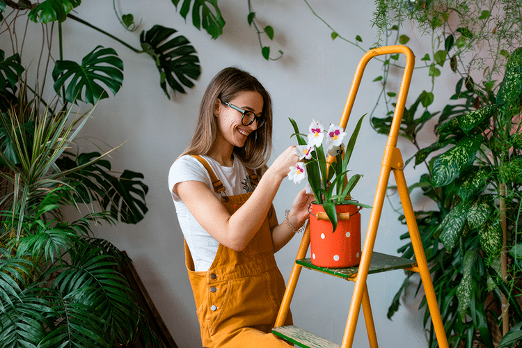 Plantas para transformar tu hogar: cultiva un jardín interior lleno de vida