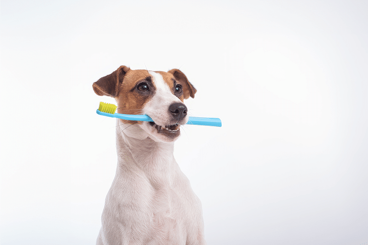 Consejos Económicos para el Cuidado Dental de tu Mascota