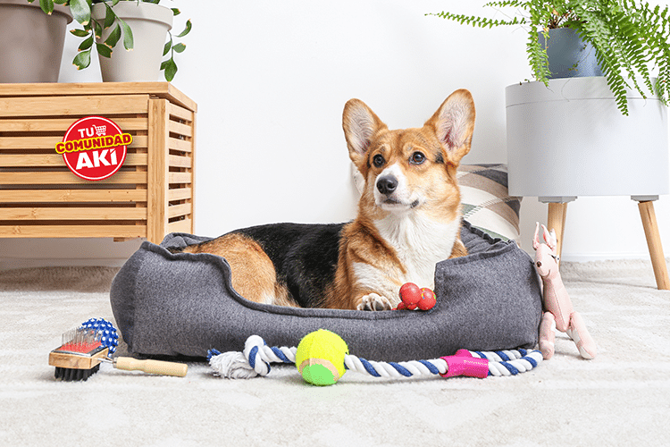 Juguetes y Accesorios Reciclados para Mascotas