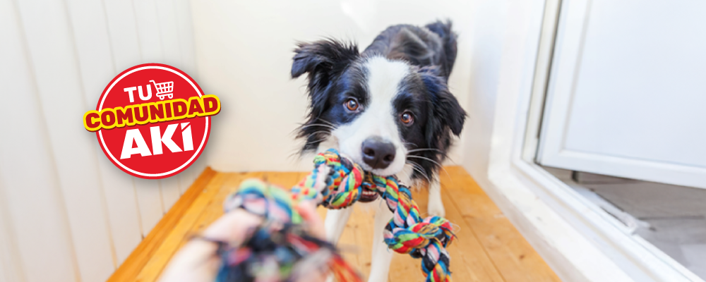 ¿Por qué los juguetes son importantes para el bienestar de tu mascota? ¿Por qué los juguetes son importantes para el bienestar de tu mascota?